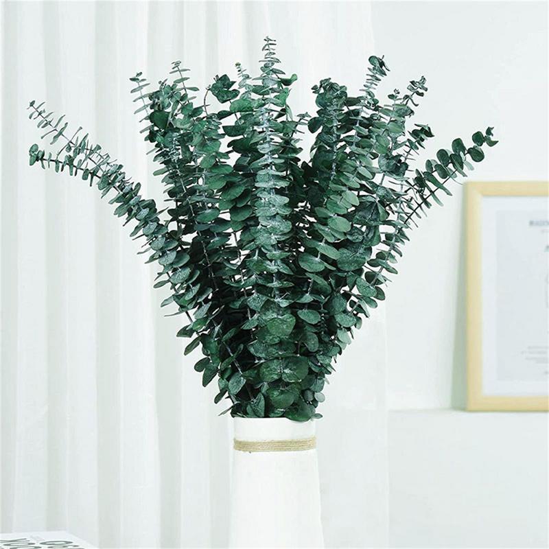 10PCS 진짜 유칼립투스 잎 말린 자연 신선한 영원히 - Eucalyptus Preserved 리뷰 및 가격