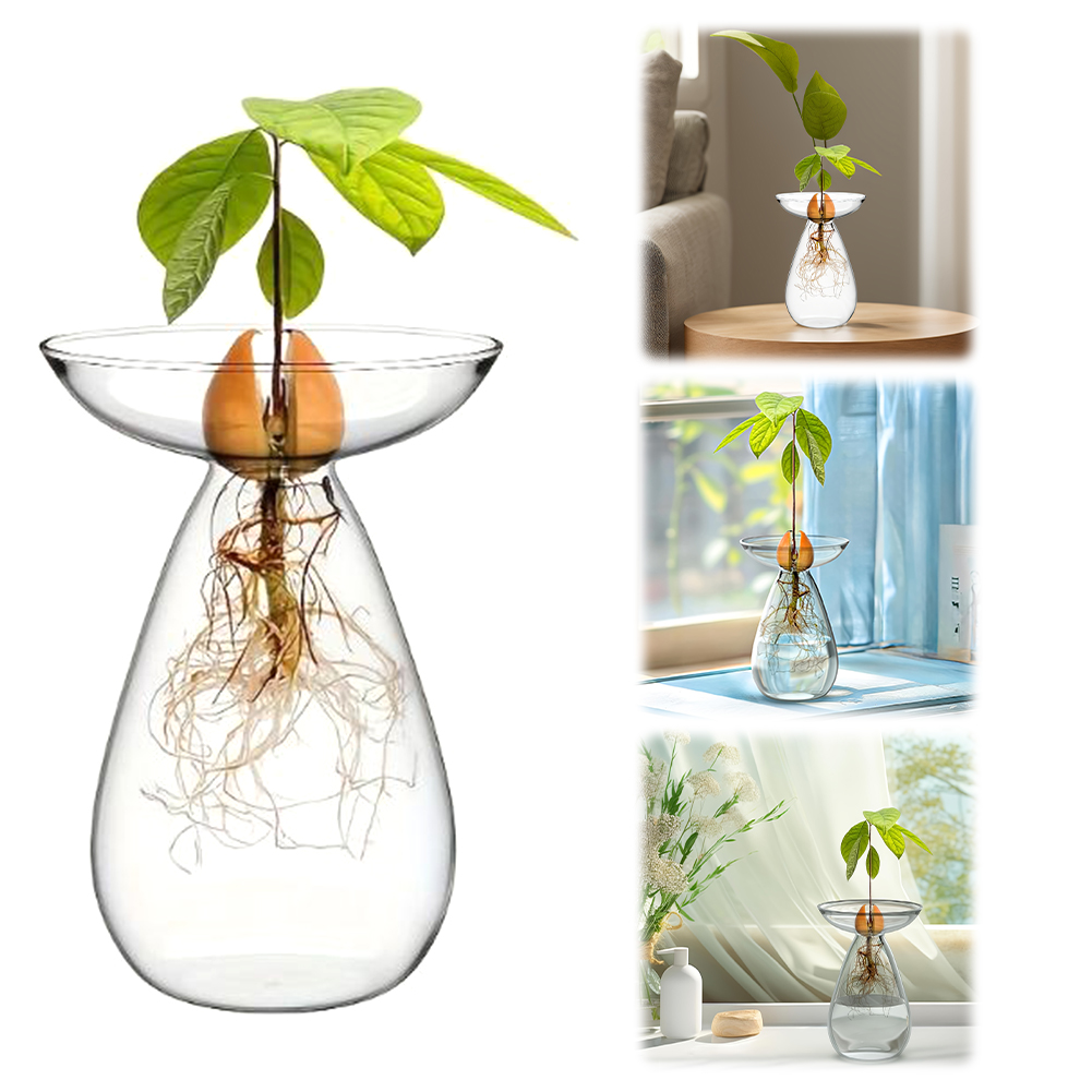아보카도 씨앗 발아용 화병 투명 아보카도 수경 재배 화 - Florist Supply Vases 리뷰 및 가격